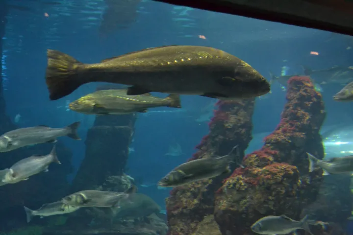 Un maigre et d'autres poissons méditerranéens dans un bassin planté de posidonies