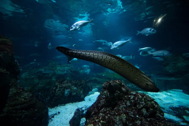 Une murène et un banc de poissons méditerranéens dans le grand bassin de l'Oceanarium