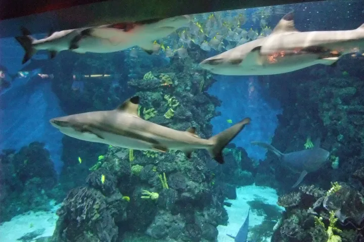 Deux requins à pointes noires nagent au-dessus des rochers de l'Oceanarium