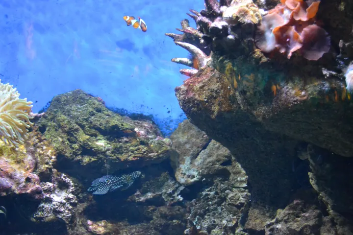 Poissons-clowns, anémones et coraux colorés dans un bassin tropical