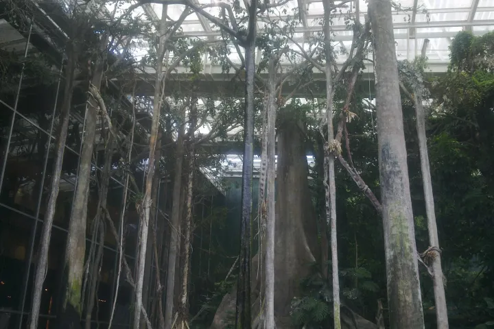 Les troncs et les lianes de la forêt amazonienne reconstituée sous la verrière du musée