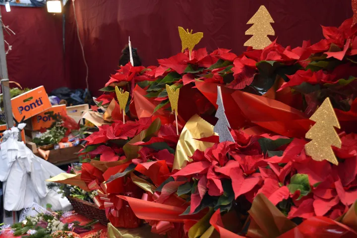 Ein Stand auf der Weihnachtsmesse, bedeckt mit roten Weihnachtssternen und kleinen goldenen Tannenbäumen