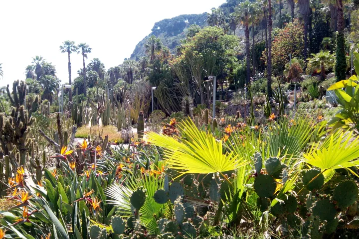 Cactos, palmeiras e plantas suculentas dos Jardins de Mossèn Costa i Llobera na encosta marítima de Montjuïc