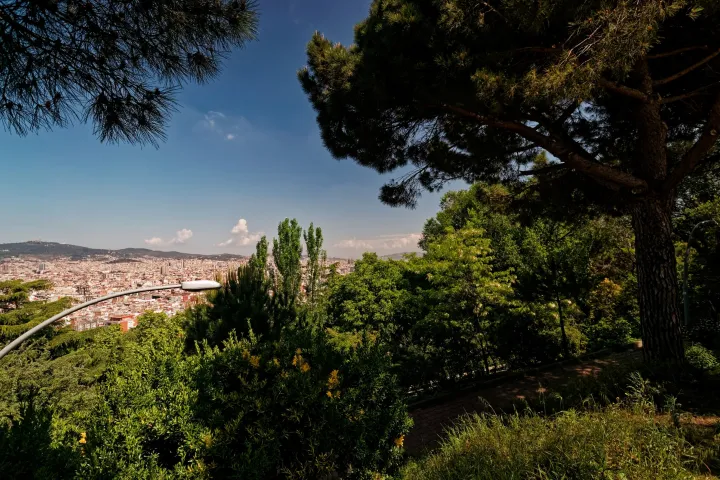 Os pinheiros dos Jardins de Joan Brossa e a vista de Barcelona do alto de Montjuïc