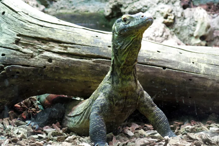 Dragon de Komodo dressé sur ses pattes avant devant un tronc d'arbre couché