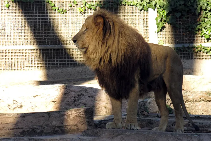 Lion à crinière sombre debout sur les rochers de son enclos, en plein soleil