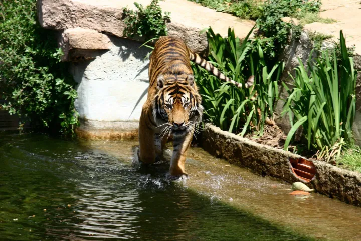 Tigre de Sumatra traversant le bassin de son enclos, entre rochers et végétation