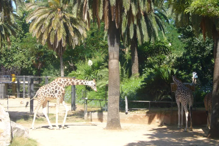 Girafes dans leur enclos ombragé de grands palmiers