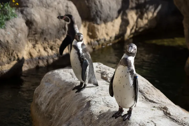 Deux manchots de Humboldt debout sur un rocher au bord d'un bassin