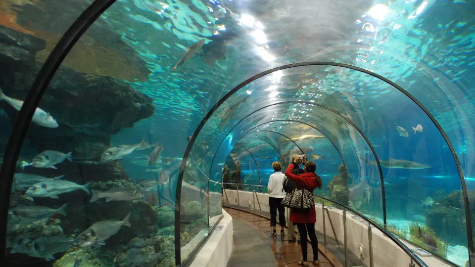 Des visiteurs marchent dans le tunnel transparent de l'Aquarium de Barcelone, entourés d'eau bleue et de poissons