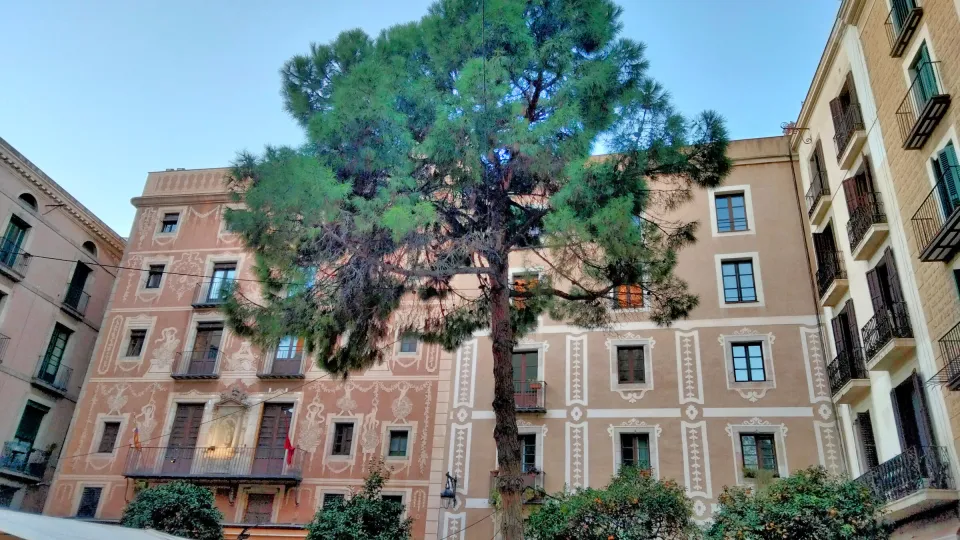 Le pin de la Plaça del Pi devant la façade à sgraffites de la Casa del Gremi de Revenedors, avec les étals d'un marché au pied des immeubles