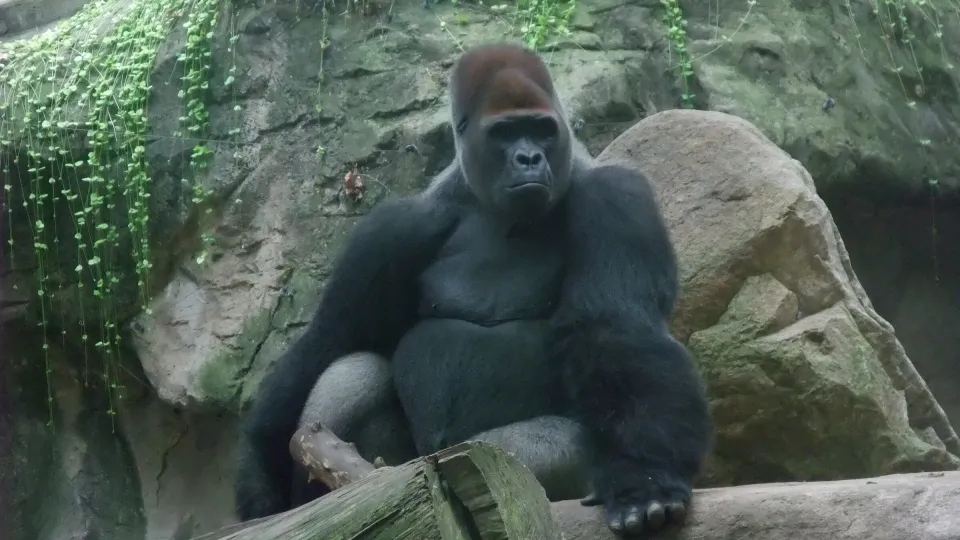 Gorille dos argenté assis sur un tronc devant un rocher couvert de lierre