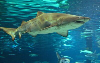 Barcelona Aquarium Tickets